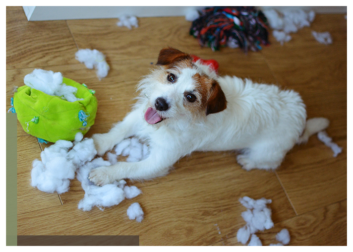 Image of a dog ruining a toy