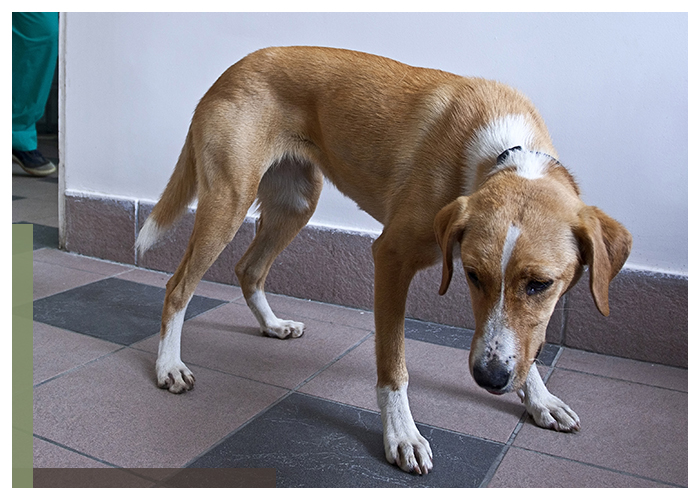 Image of a sad dog
