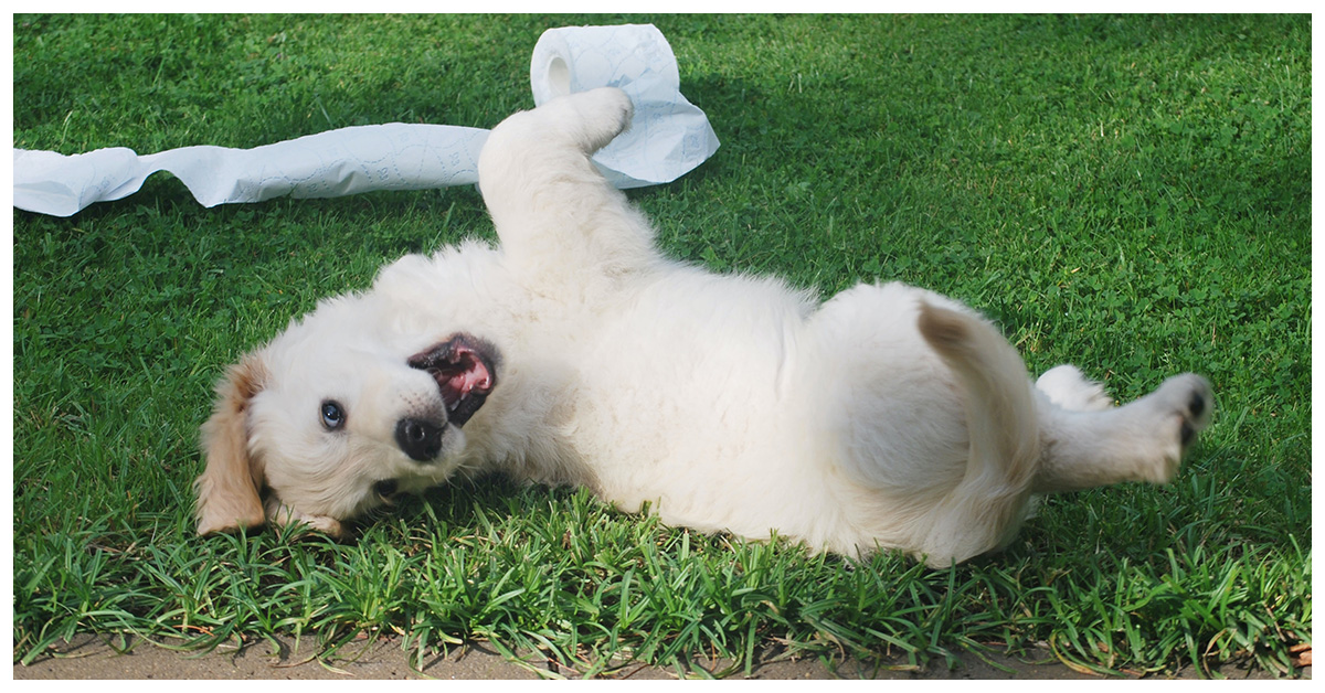 image of a bad dog