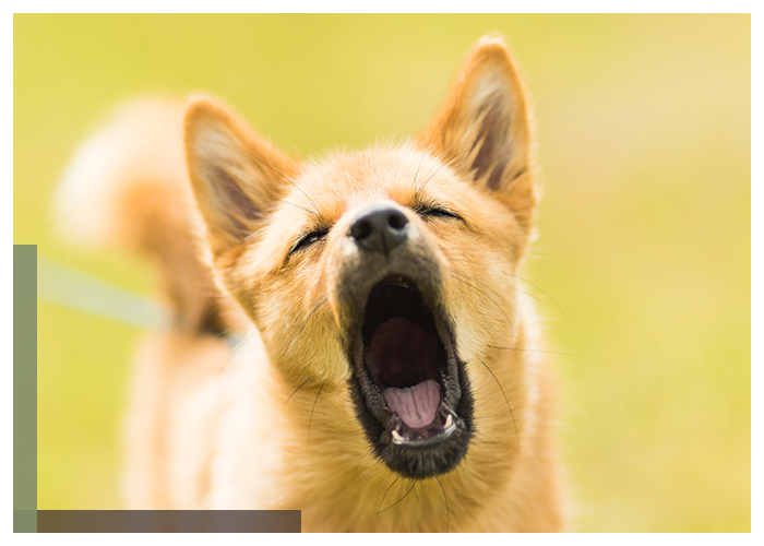 Image of a dog barking