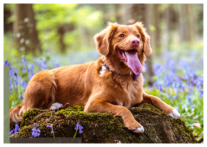 Image of a happy dog