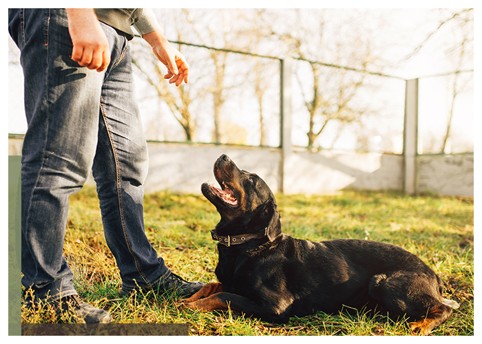 Image of a dog and a trainer