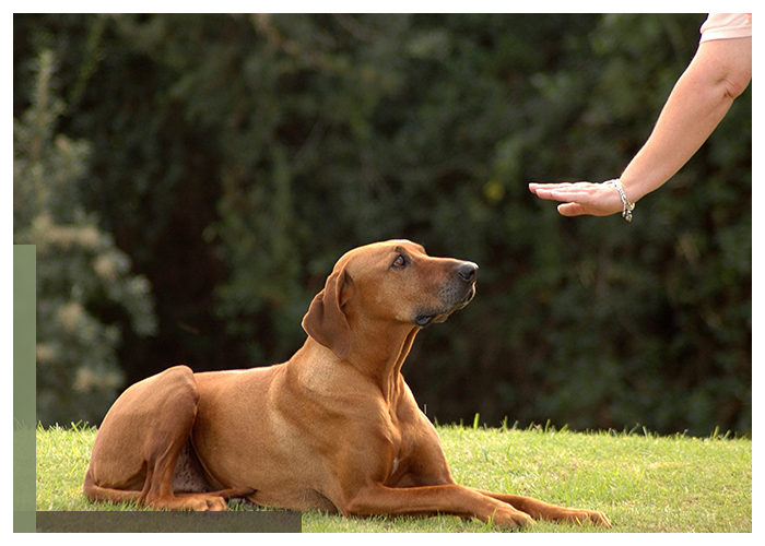 Image of an obedient dog and owner