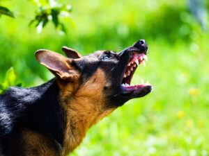 An angry dog barking