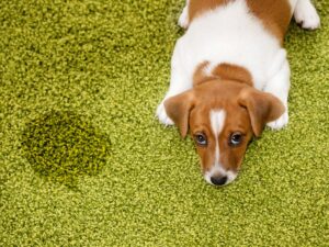 A guilty looking dog laying next to a pee spot