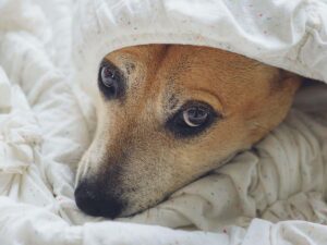 A timid dog hiding under a blanket