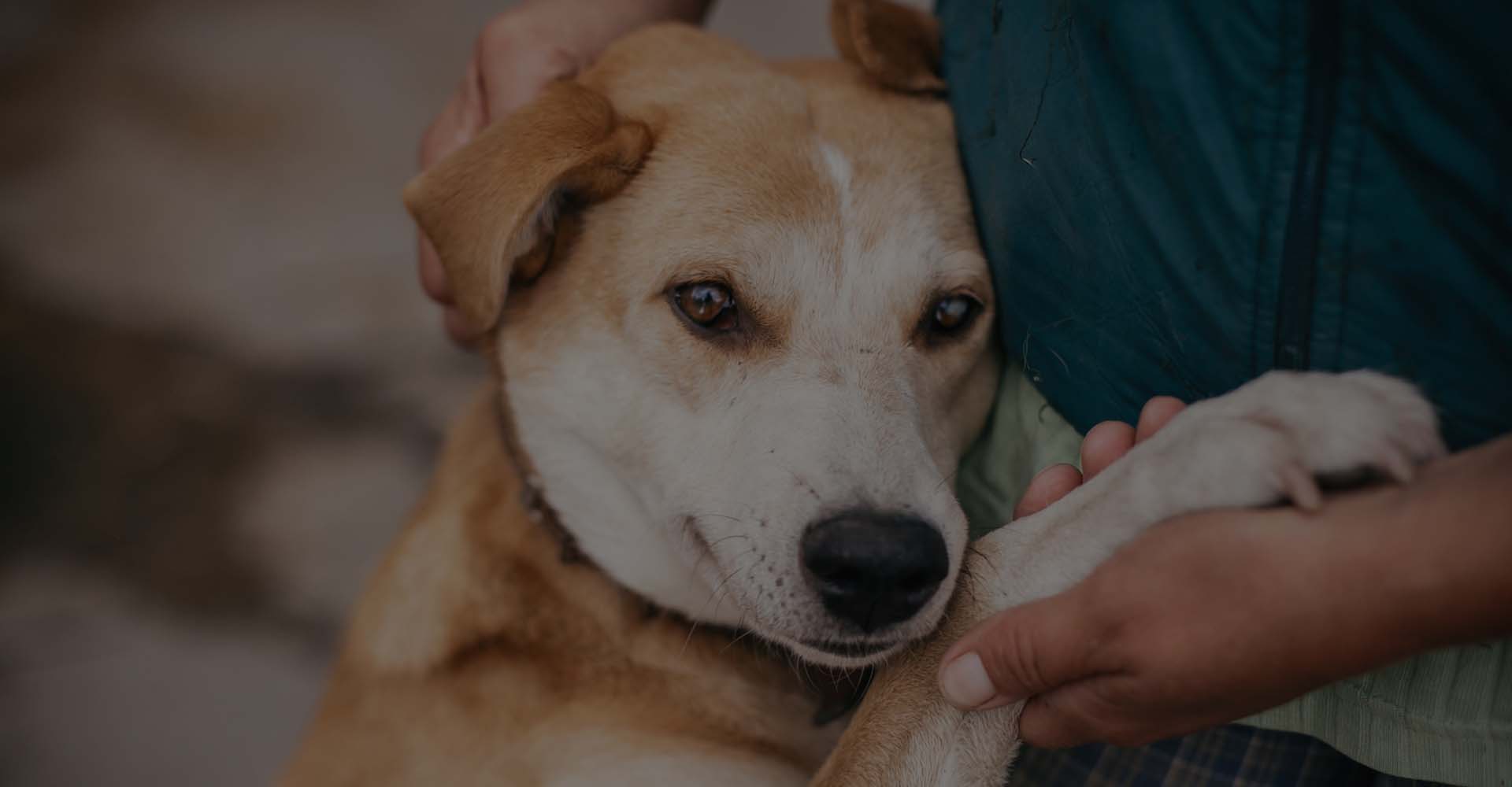 A dog being comforted by its owner