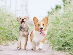 Two dogs standing side by side