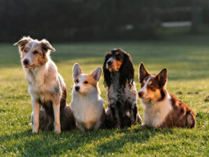 A group of dogs sitting together