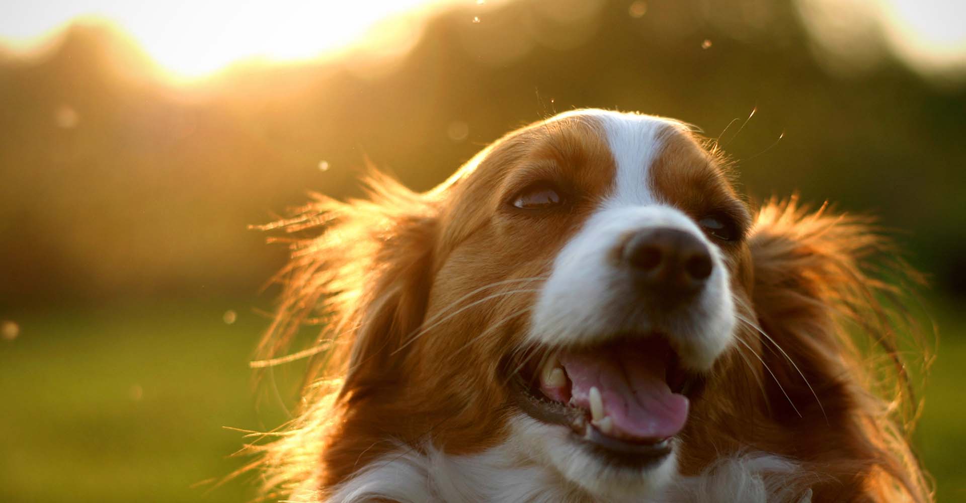 a happy smiling puppy