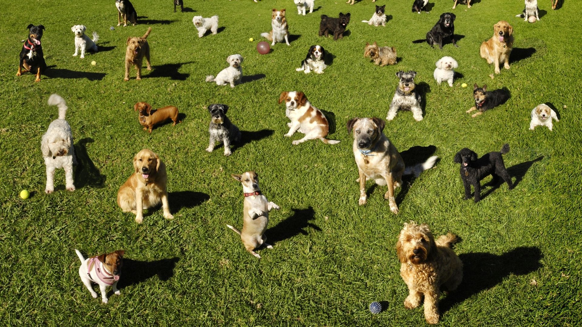 Group of well behaved dogs