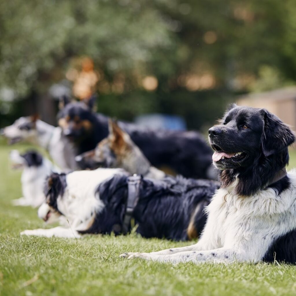Group of dogs lying down outside