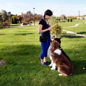 A dog being trained to sit.