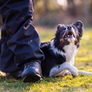 A dog standing next to his owner.