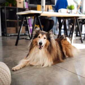 A dog laying on the ground.