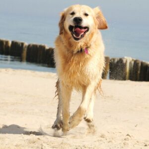 A dog running towards its owner.
