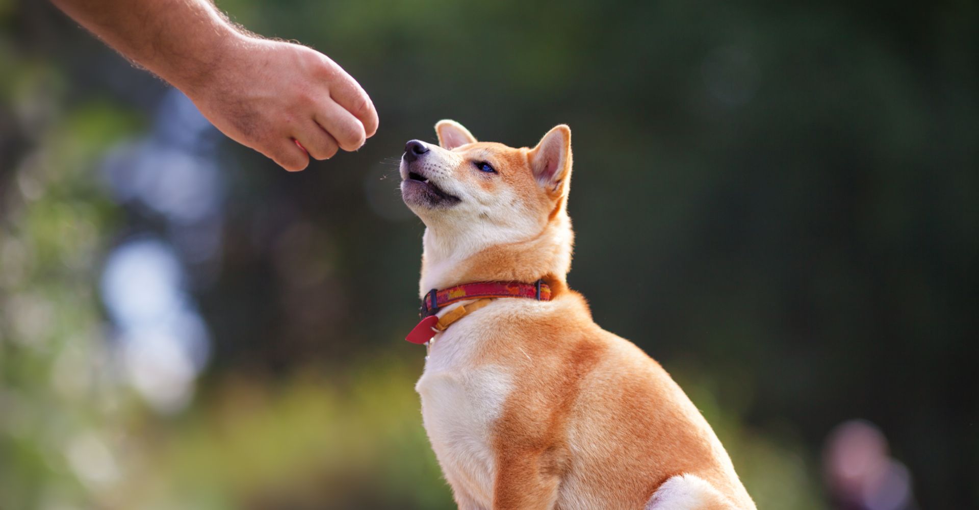 A dog receiving a treat.
