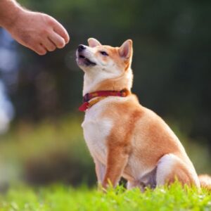 Dog following commands