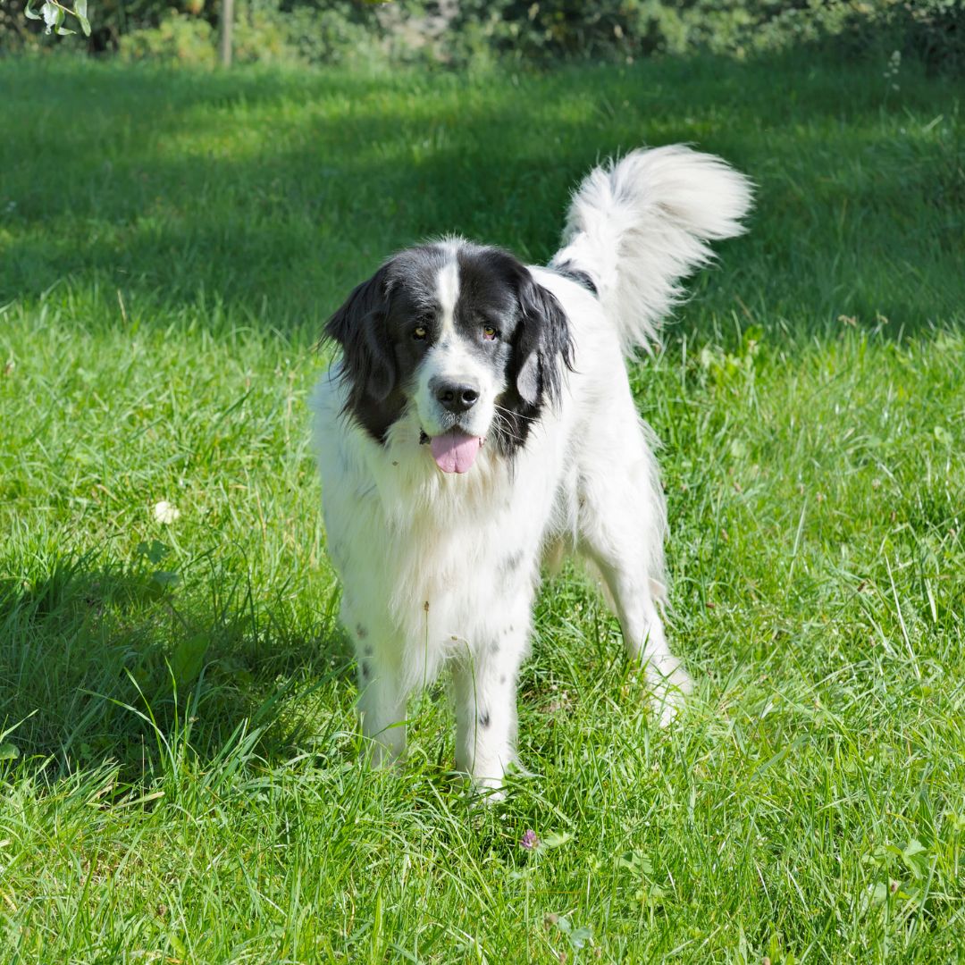 dog in grass