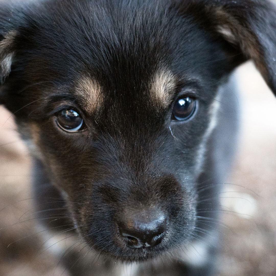 puppy eyes