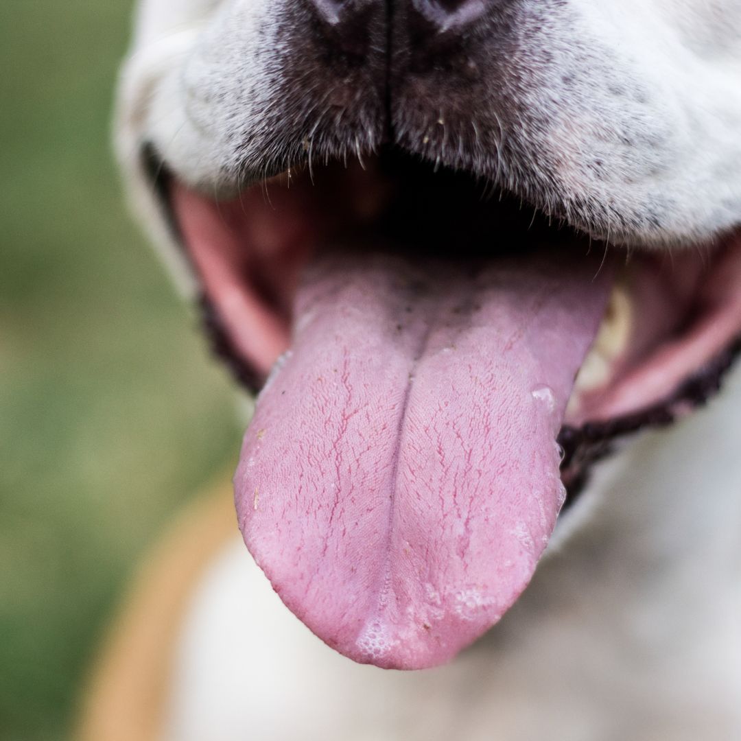 dog smiling with tongue out