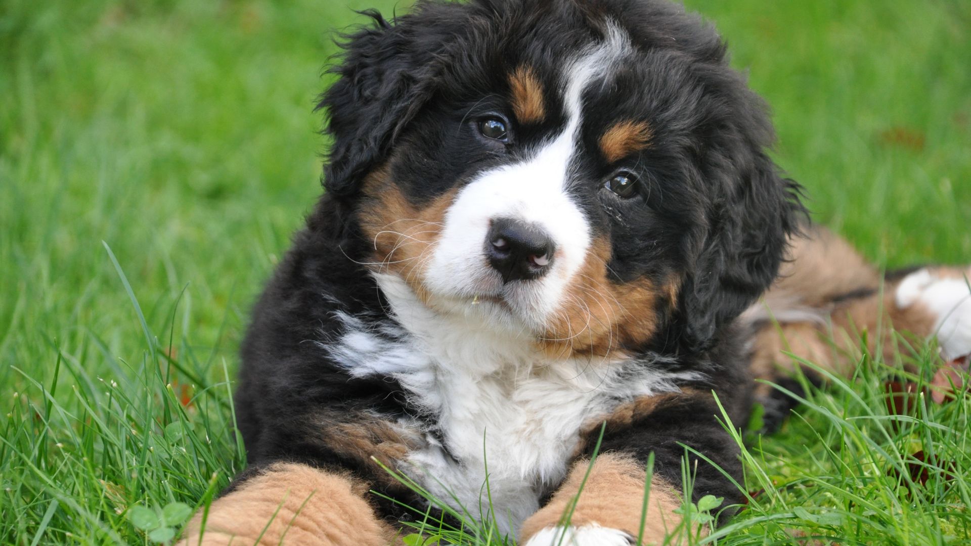 A2996 - Blog - 4 Canine Body Language Signals Every Dog Owner Should Know - feature