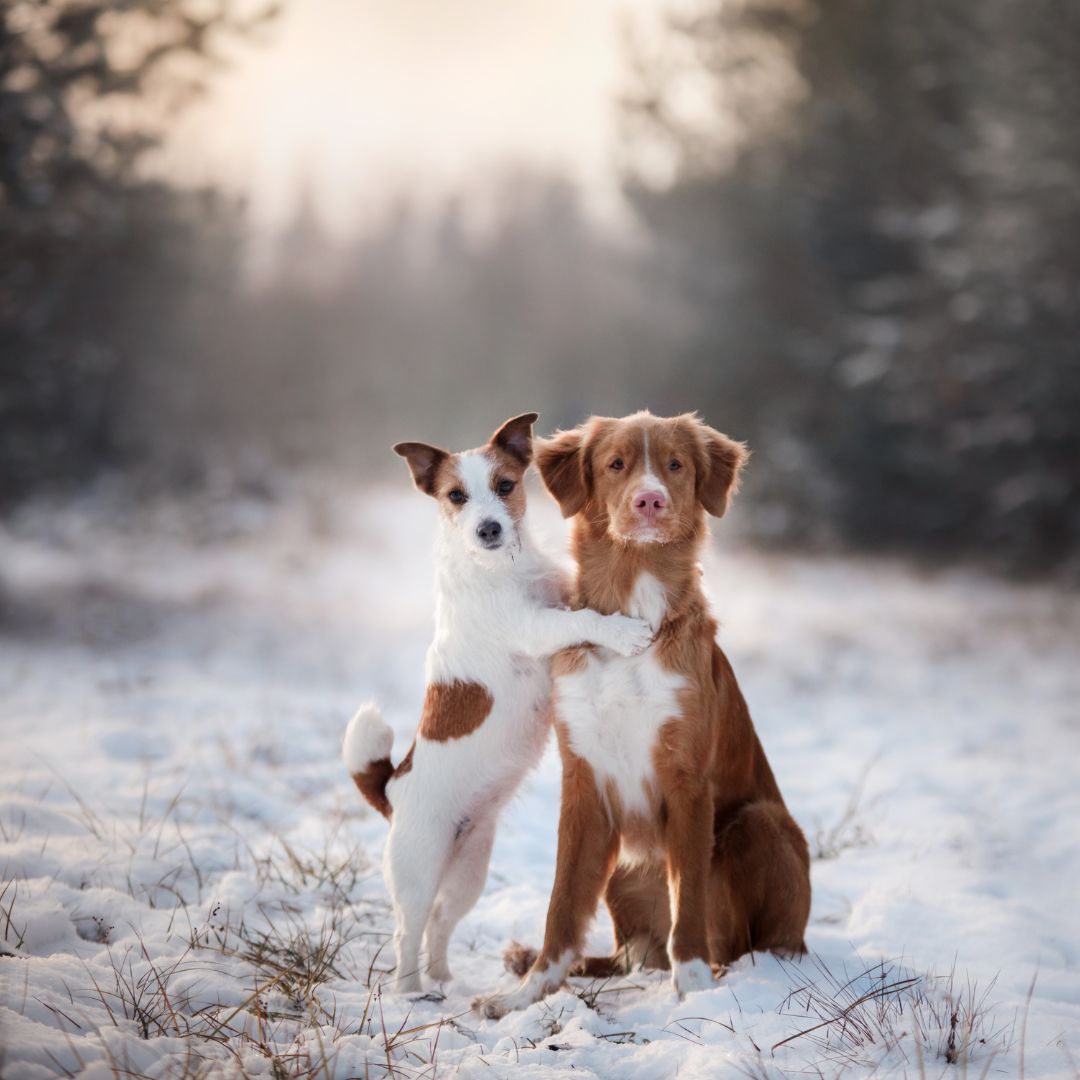Dogs in the snow