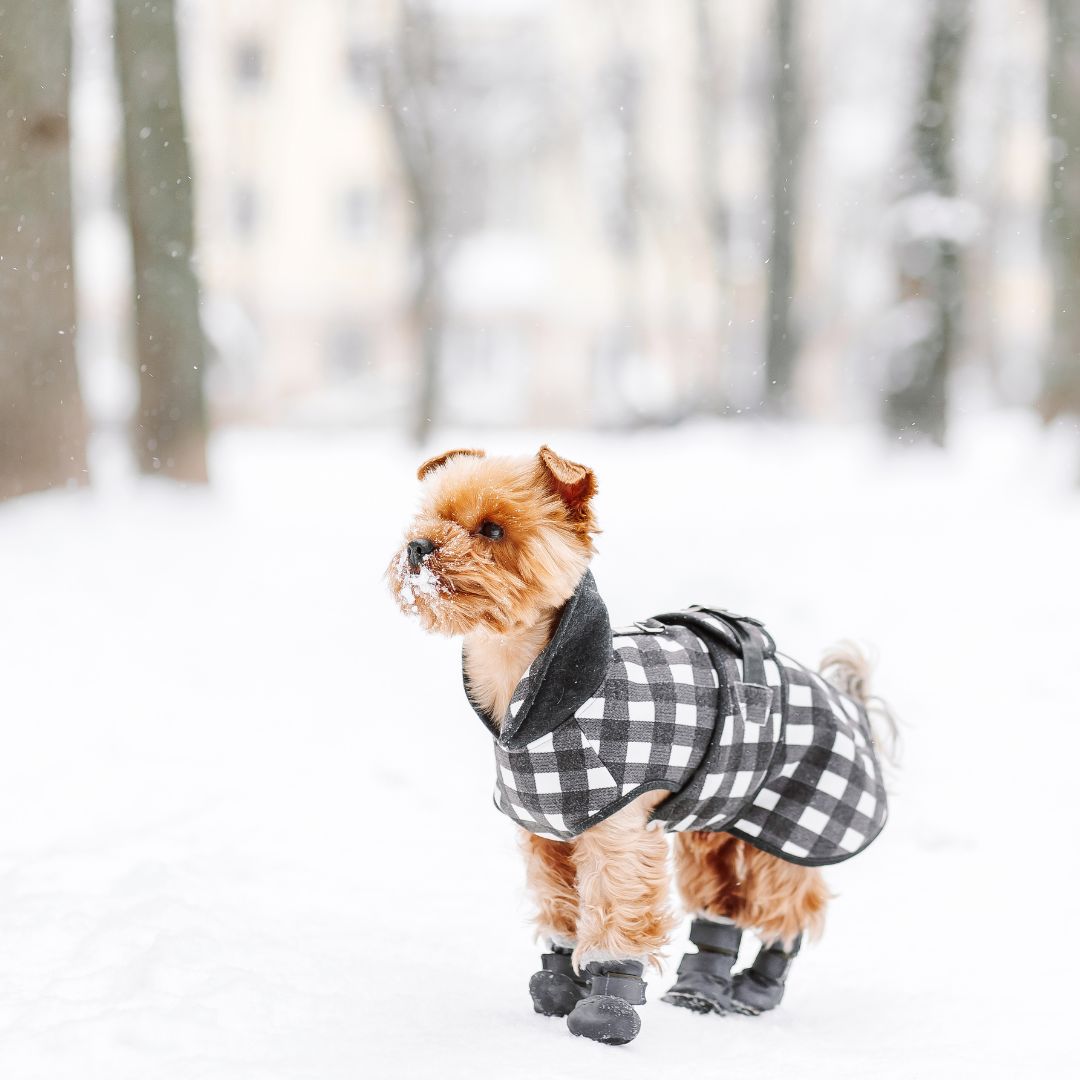 Dog with booties and coat