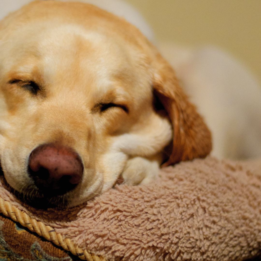 Dog sleeping on dog bed