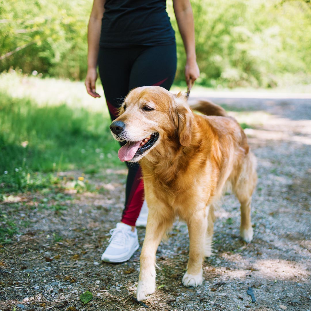 Woman walking with her dog on a leash