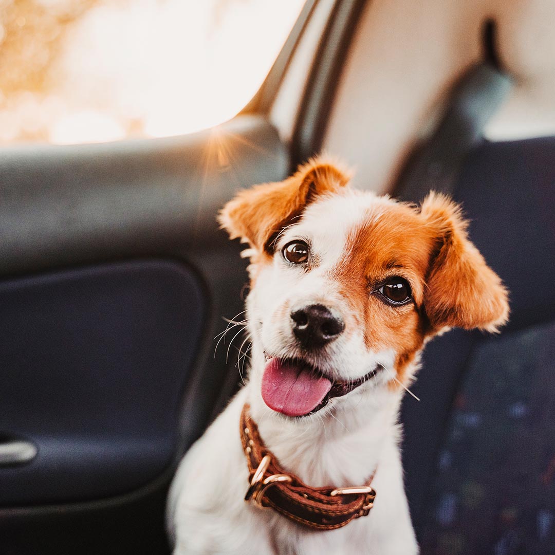 Happy dog in a car