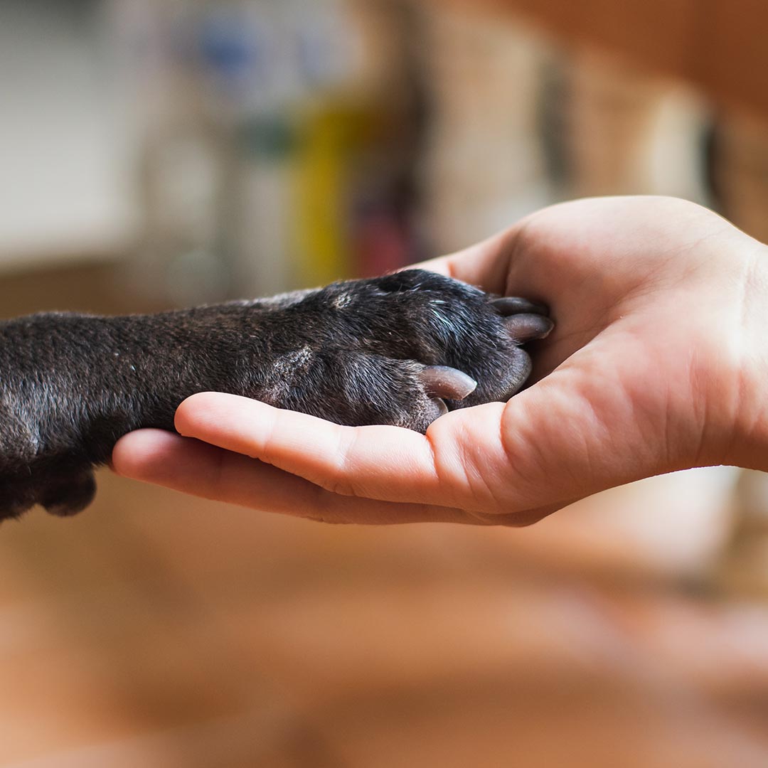 Hand holding dog's paw