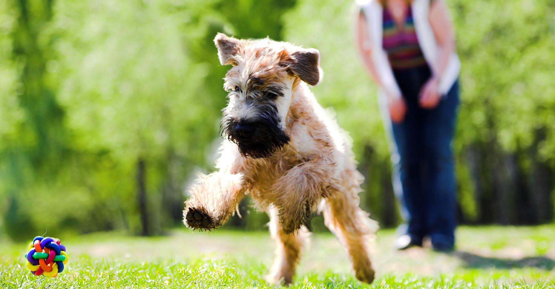 What You Should Know About Dog Training Private Evaluation BB Featured Image