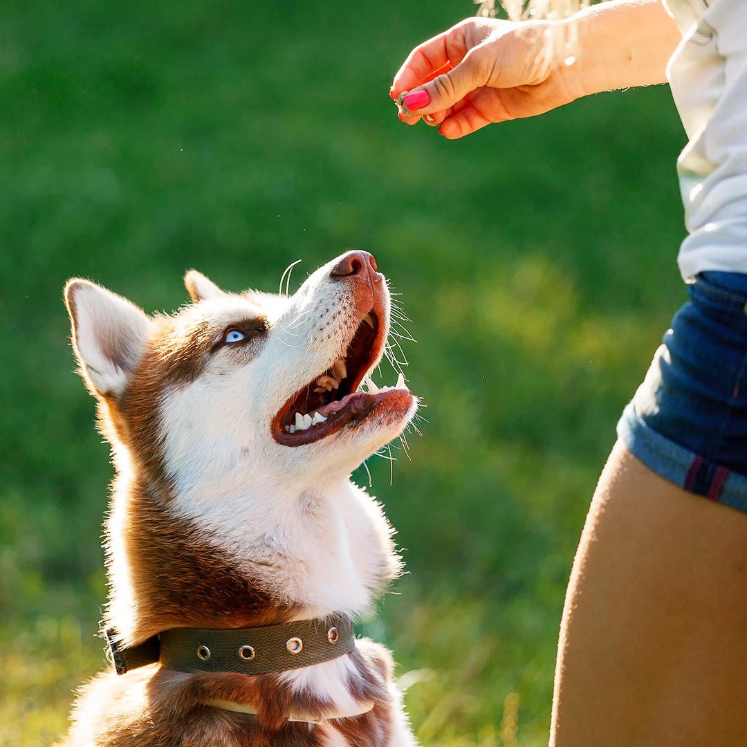 Woman giving dog a treat