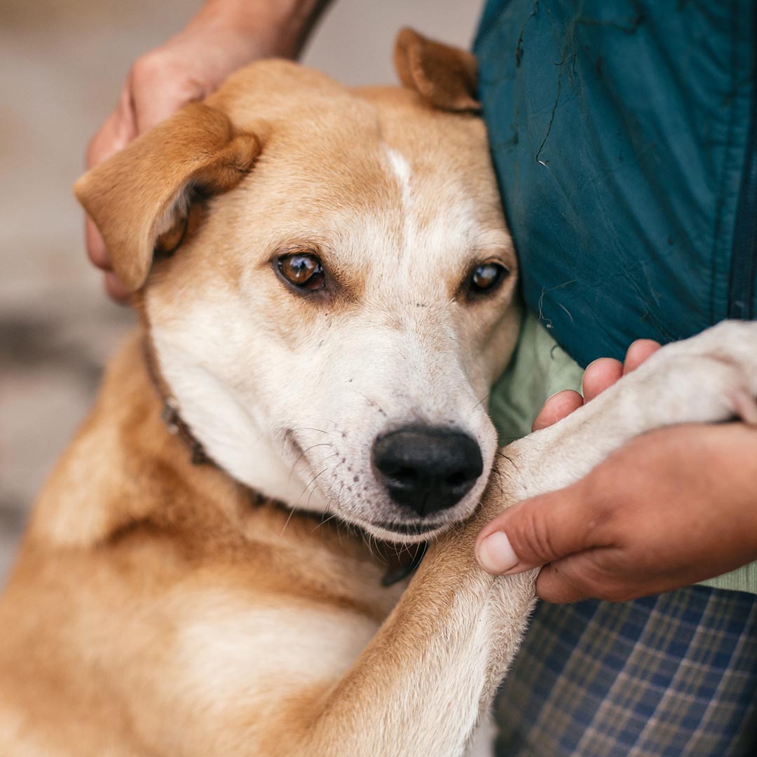 Man petting dog