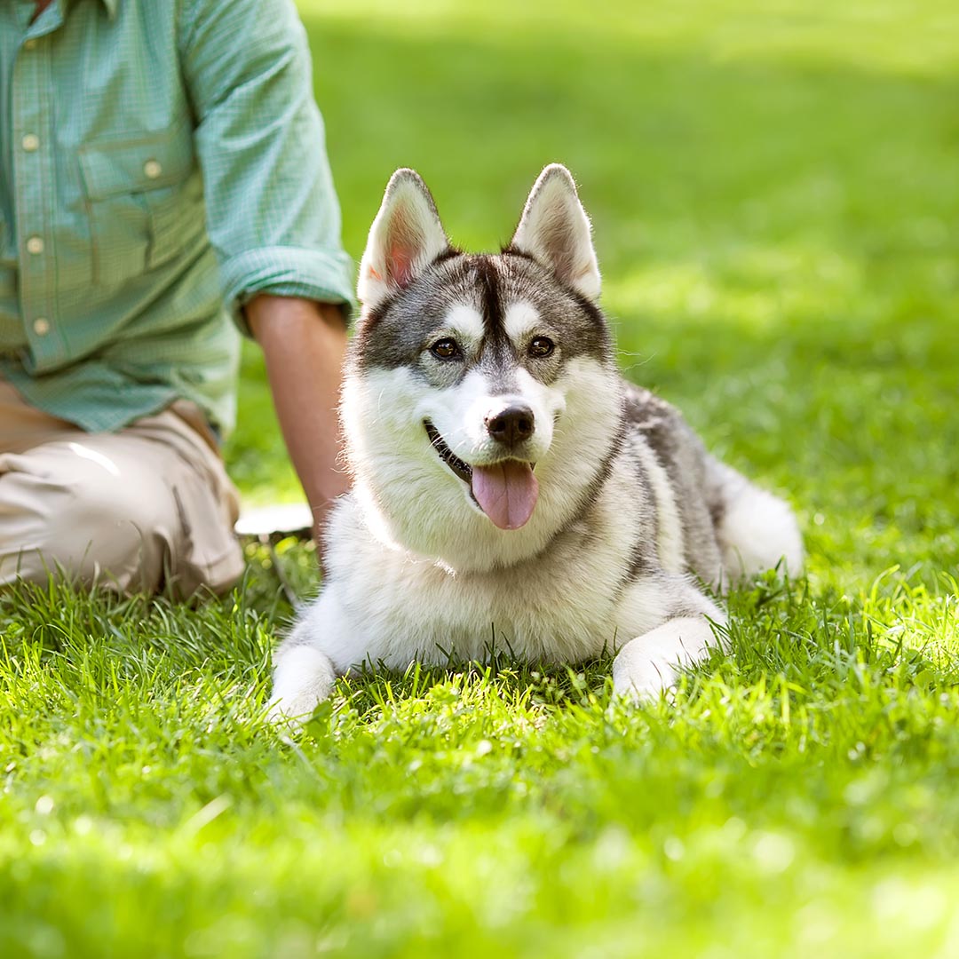Dog laying in the grass near a man
