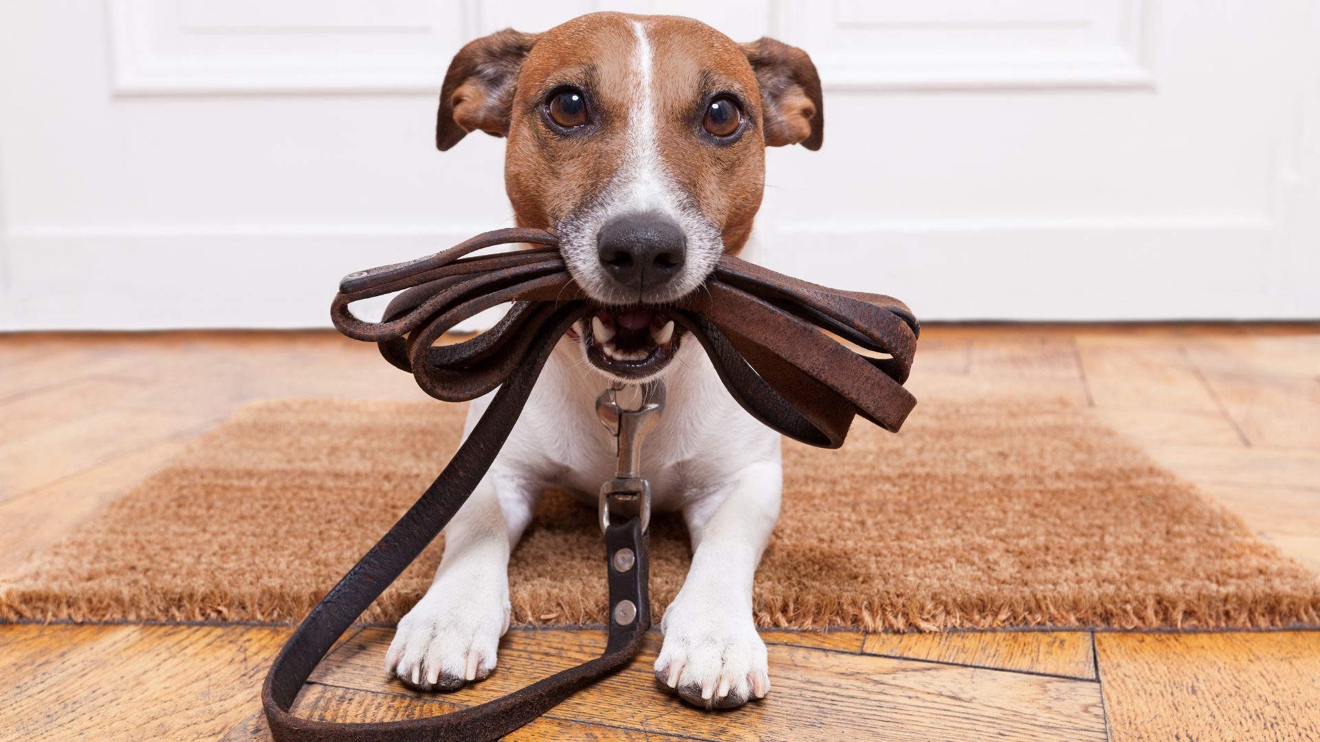 Dog holding a leash in its mouth.