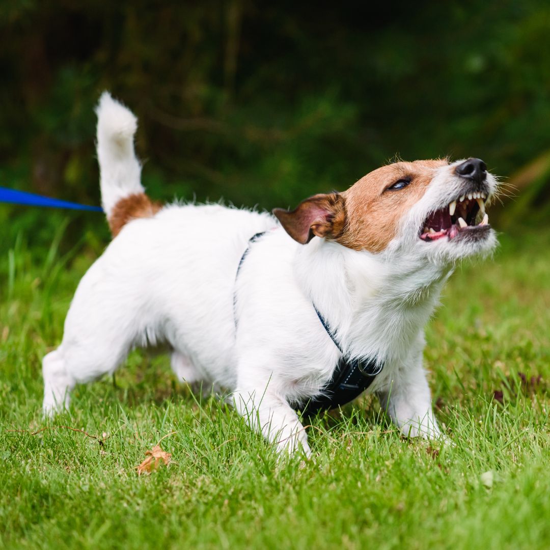 Aggressive dog crouching down and baring it's teeth.