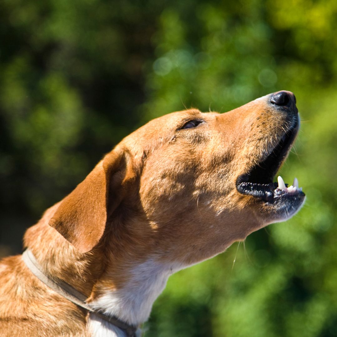Barking dog.