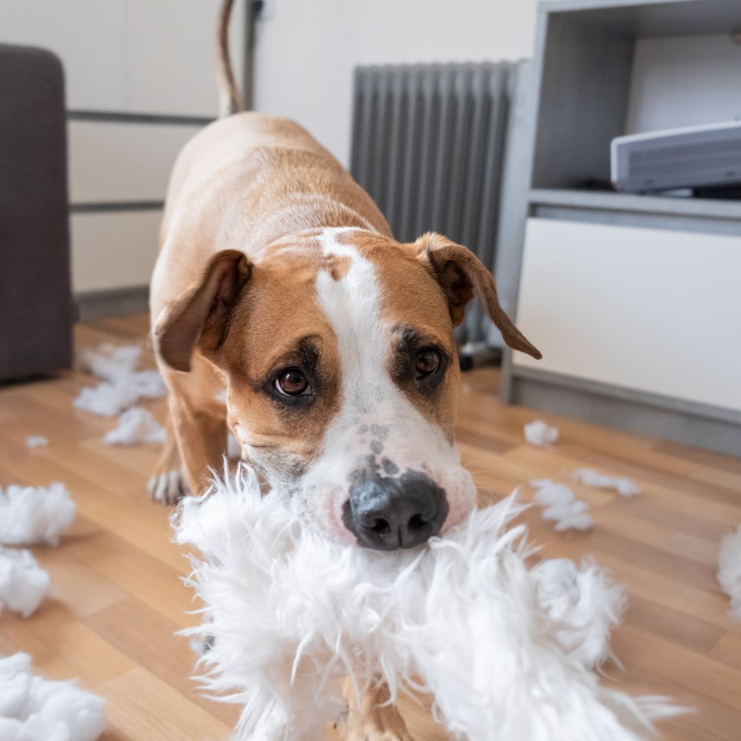 Dog chewing on something white, surrounded by stuffing.