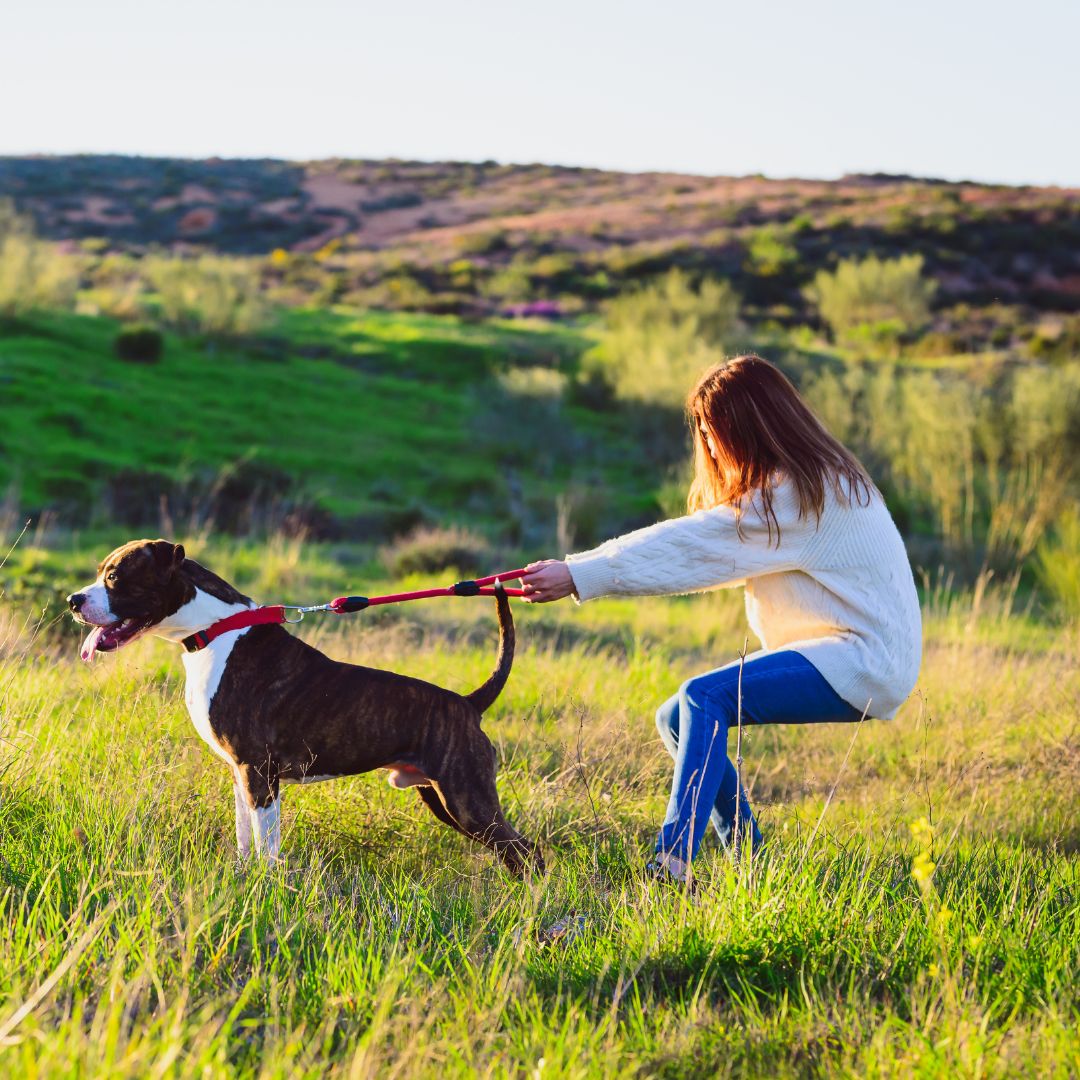 Dog on a leash pulling the woman holding it.