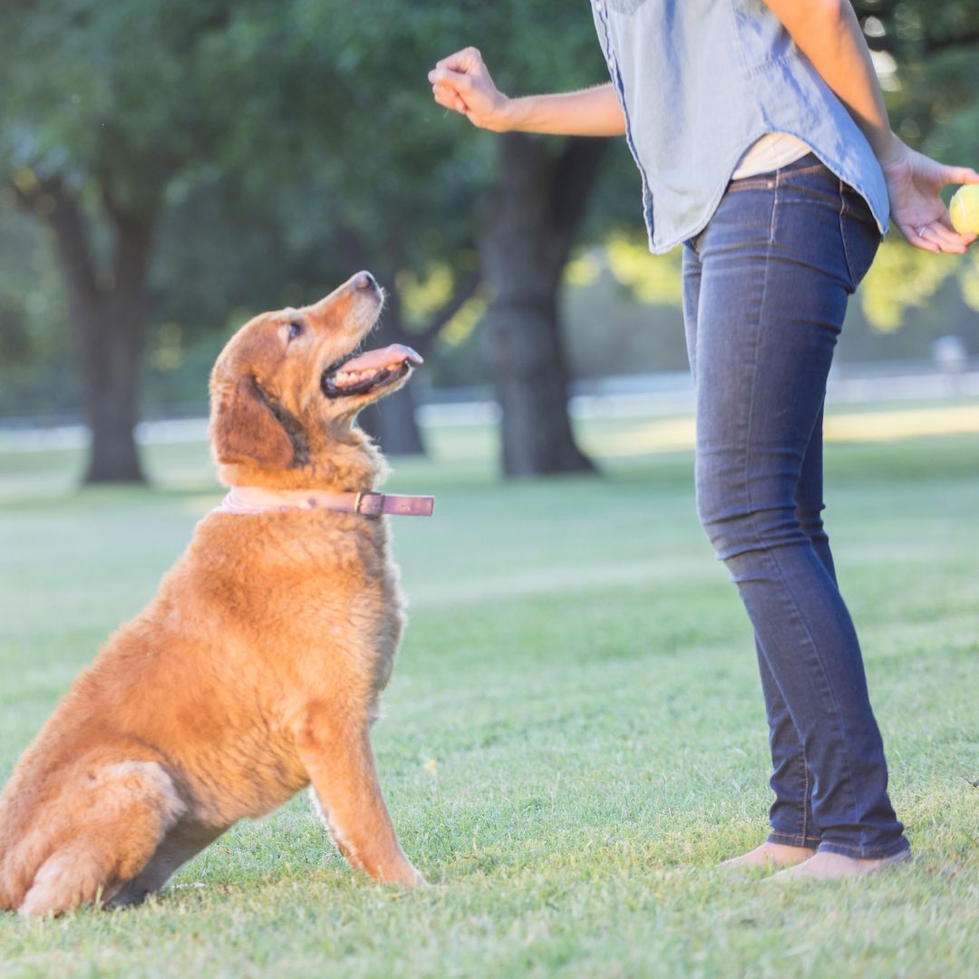 Woman leaning down towards a sitting dog. 