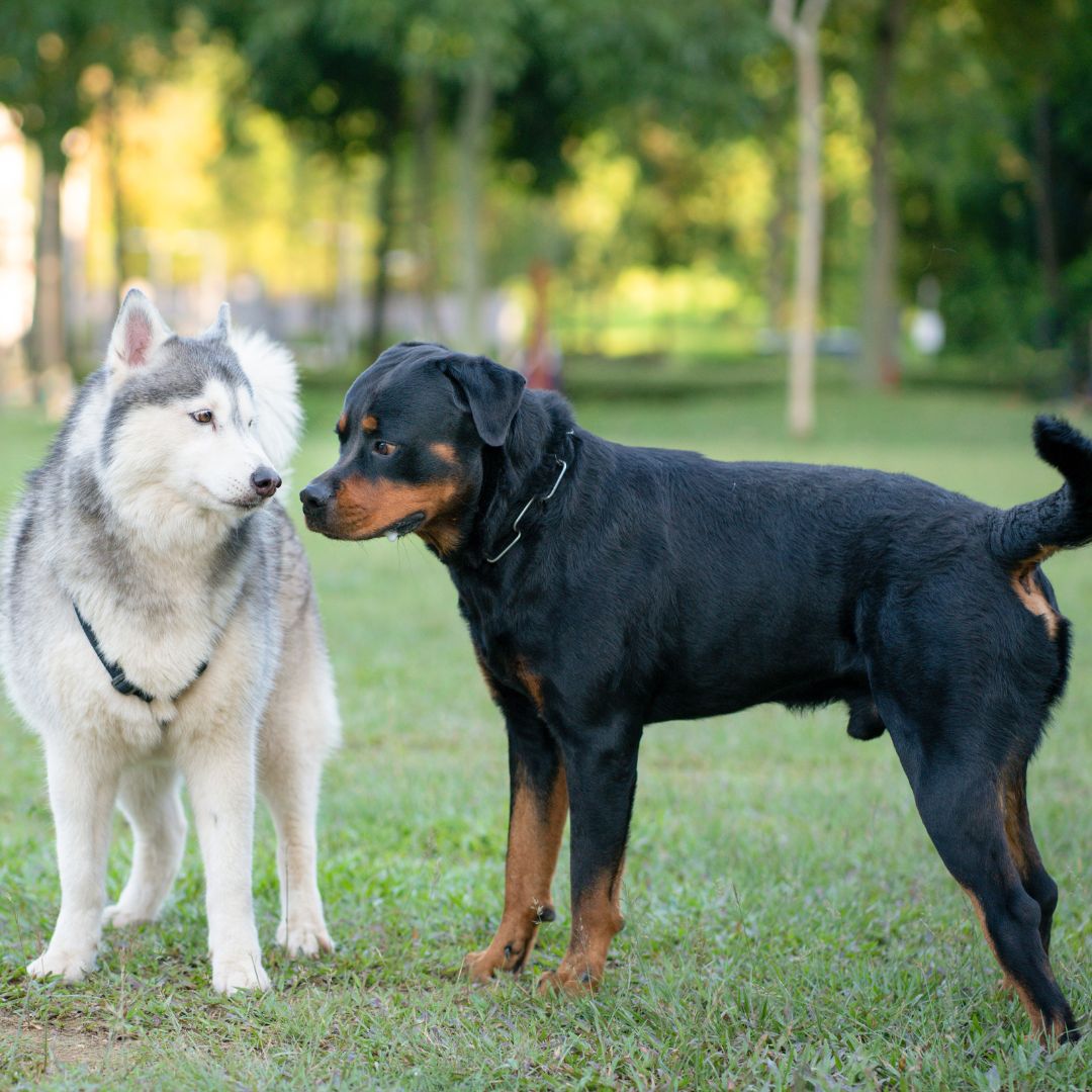 Two dogs sniffing each other.