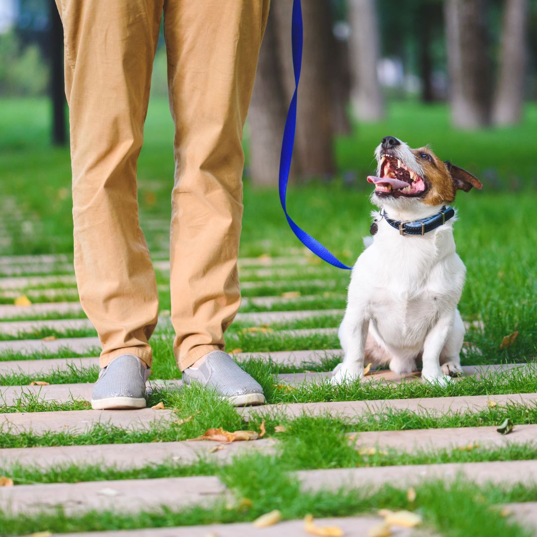 Dog on a leash looking up at a person. 
