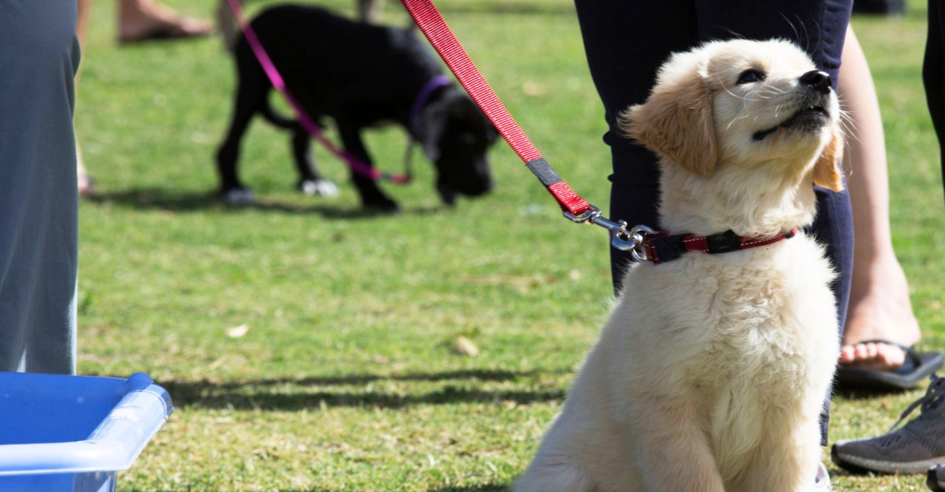 hero-A2996-4BenefitsofEnrollingYourDoginProfessionalTrainingClasses