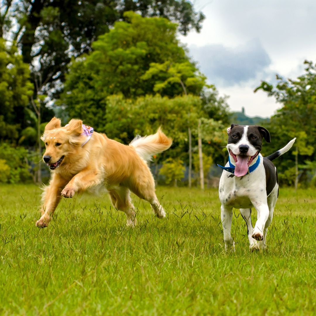 dogs getting exercise