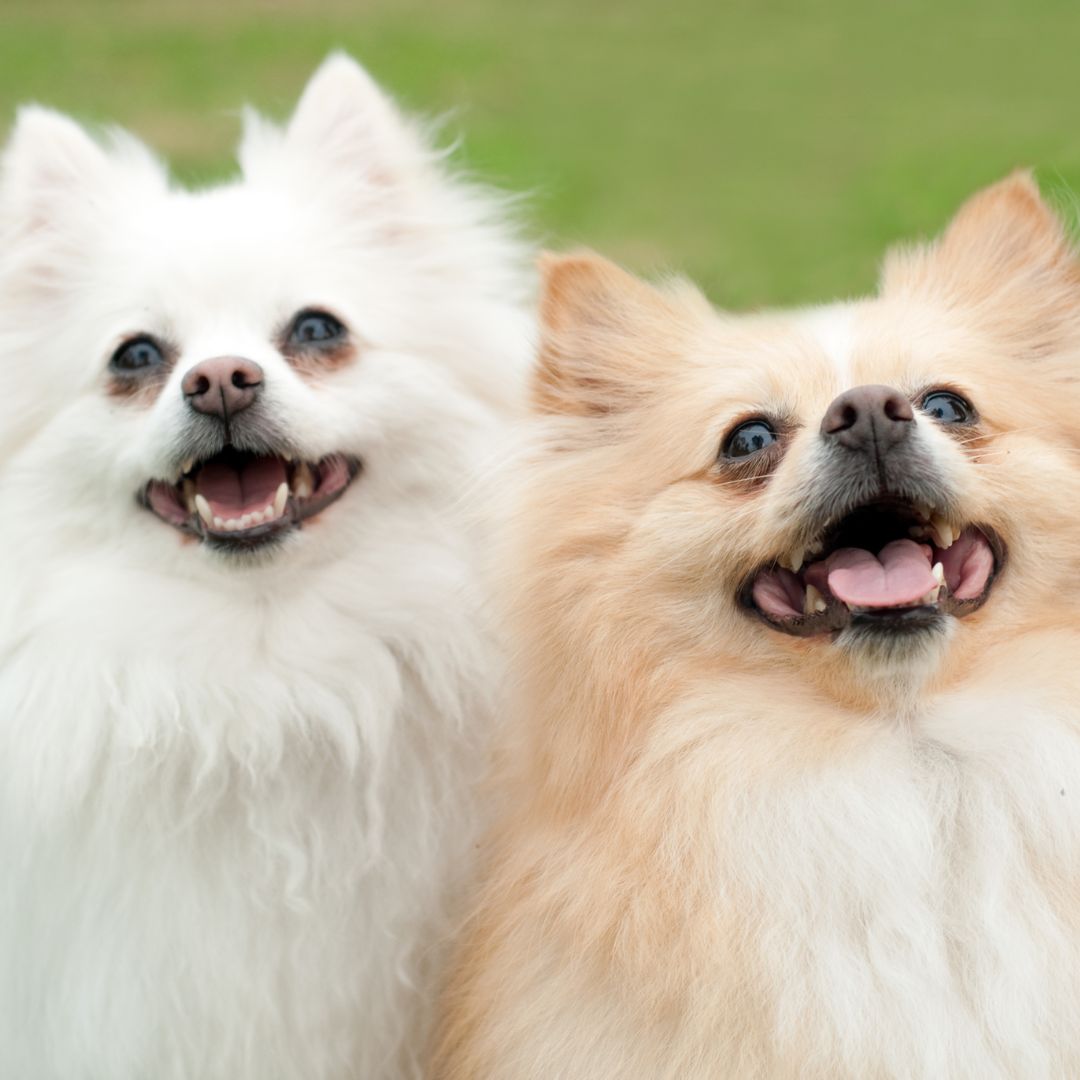 confident and happy dogs in the park