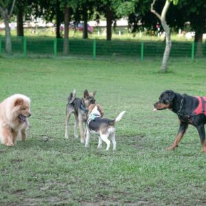 dogs at the dog park