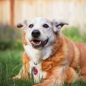 smiling senior dog