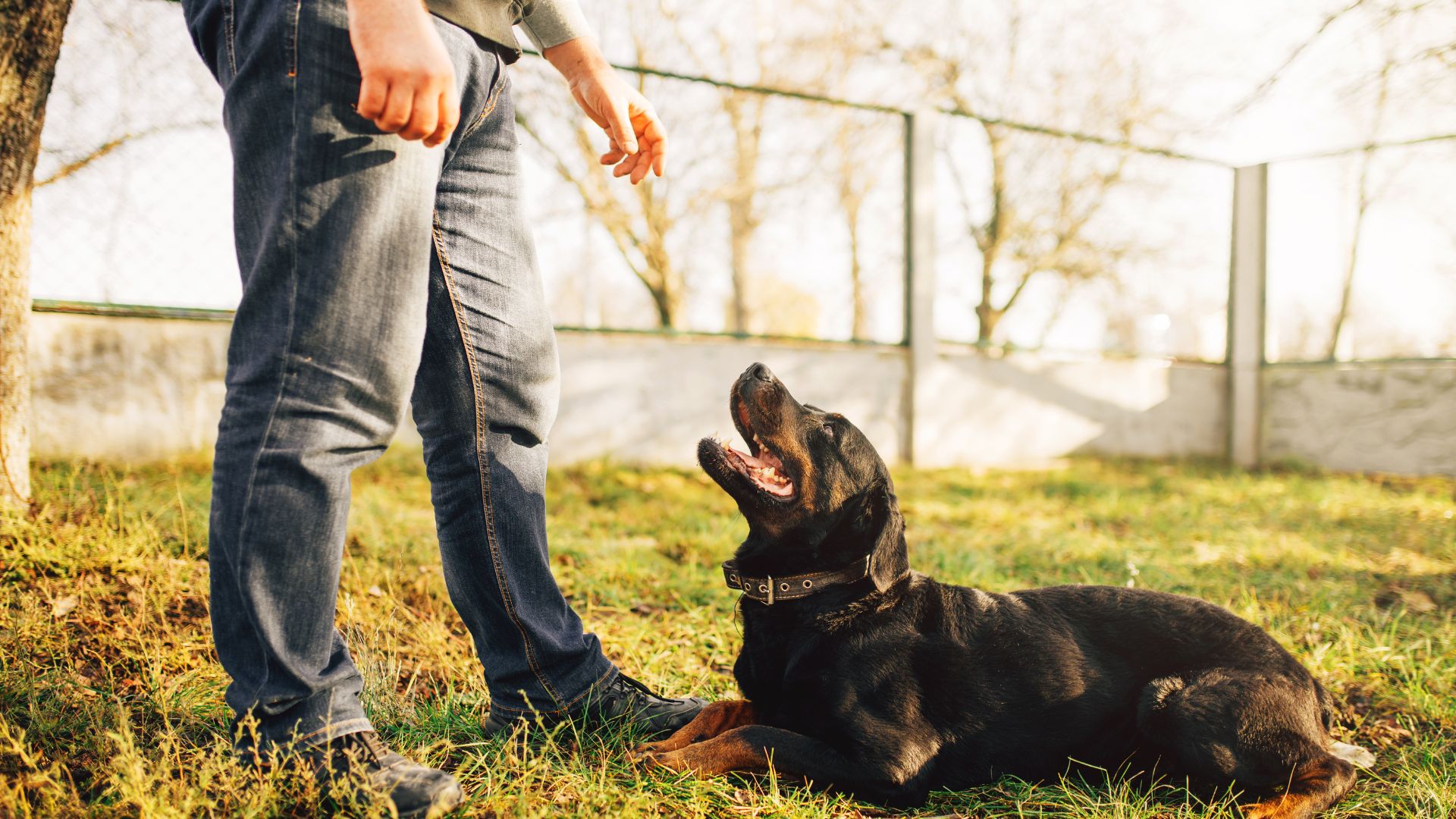 dog sitting for trainer